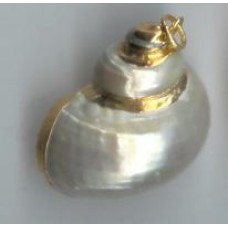 Gold plated snail shell