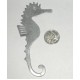 largest flat seahorse