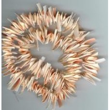 indian redlip pink shell spikes